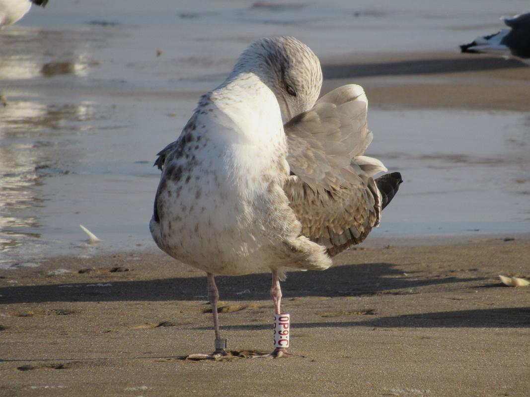 Larus fuscus - anilhas brancas - Escócia (Iain Livingstone) - Página 2 IMG_6446