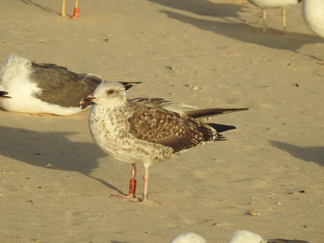 Larus fuscus - anilhas laranjas - França (Matthieu Fortin / Bretagne Vivante) - Página 3 DSCN2075