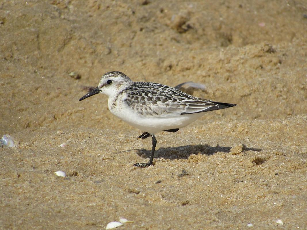 Pilrito-das-praias (Calidris alba) IMG_3447