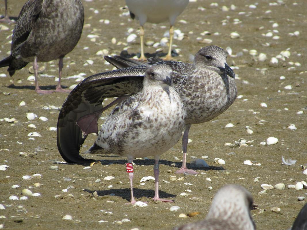 Larus fuscus - anilhas na tíbia, 2 caracteres - Holanda (Roland-Jan Buijs) - Página 3 IMG_5201