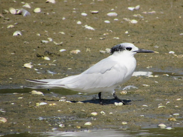 Garajau-comum (Sterna sandvicensis) IMG_5381