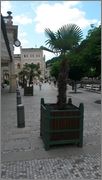 Karlovy Vary aneb palmy kam se podíváš 20140614_162930