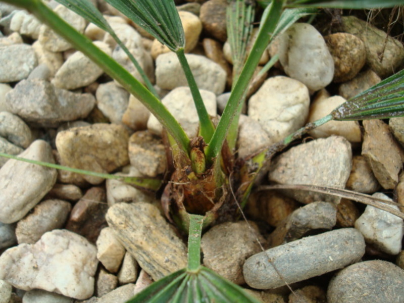 Trachycarpus fortunei  - Stránka 23 DSC02884