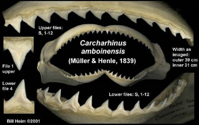 Средиземноморски акули Carcharhinus_amboinensis_denti