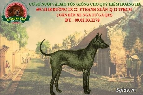 Thú nuôi, cây cảnh: Bán Chó Phú Quốc 20140419_23b9b98054be9ed919e424771f7354ec_1397908940