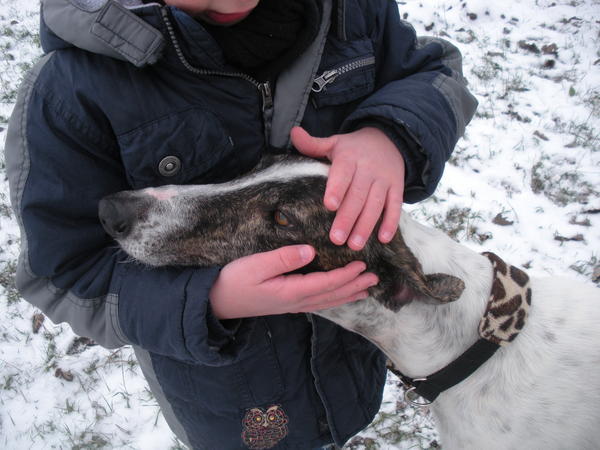 Galgo MATTEO aus Andalusien sucht ... -Galgo Lovers- - Seite 5 3563545