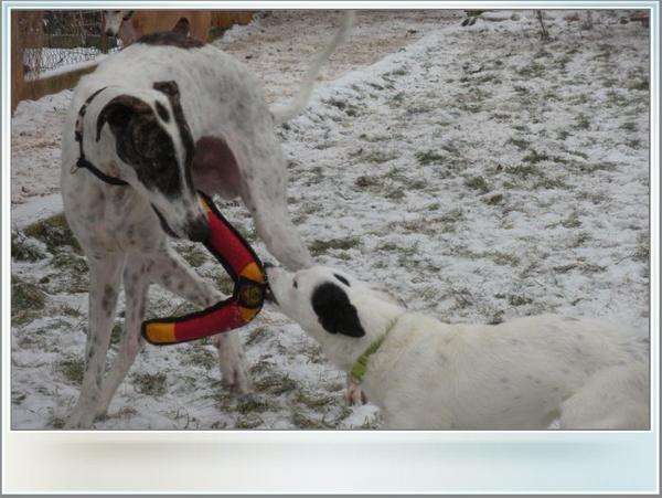 Galgo MATTEO aus Andalusien sucht ... -Galgo Lovers- - Seite 5 3577344