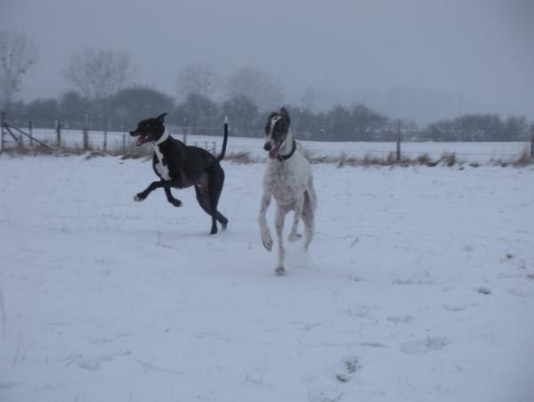 Galgo MATTEO aus Andalusien sucht ... -Galgo Lovers- - Seite 5 3583139