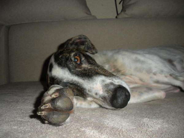 Galgo MATTEO aus Andalusien sucht ... -Galgo Lovers- - Seite 6 3610446