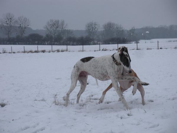 Galgo MATTEO aus Andalusien sucht ... -Galgo Lovers- - Seite 6 3654679