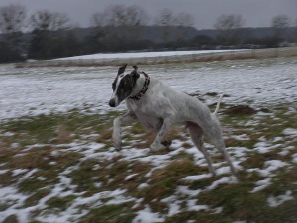 Galgo MATTEO aus Andalusien sucht ... -Galgo Lovers- - Seite 6 3673543