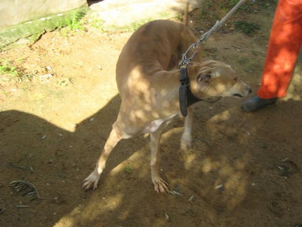 Galga VIVA aus Andalusien sucht ... 3741647