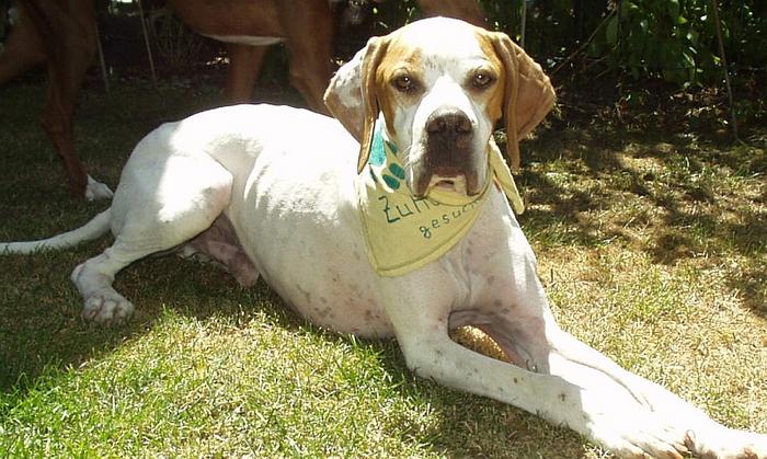 Pointer Leo im Harz entlaufen 3746622