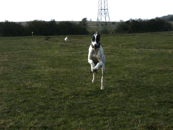 Galgo MATTEO aus Andalusien sucht ... -Galgo Lovers- - Seite 8 3758438