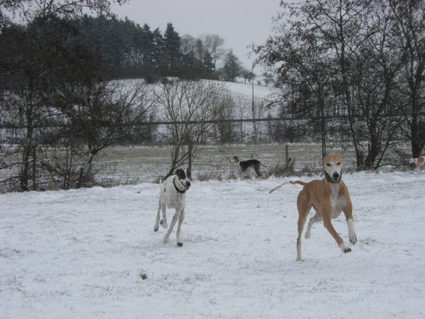 Galgo MATTEO aus Andalusien sucht ... -Galgo Lovers- - Seite 8 3786808