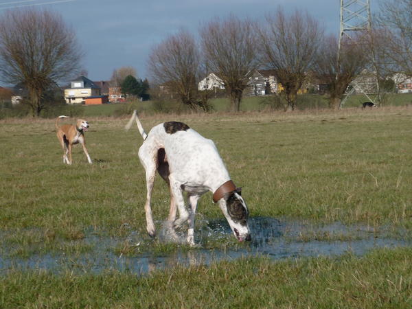 Galgo MATTEO aus Andalusien sucht ... -Galgo Lovers- - Seite 8 3813169