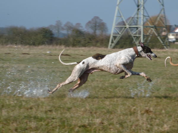 Galgo MATTEO aus Andalusien sucht ... -Galgo Lovers- - Seite 8 3813279