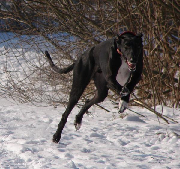 Galgo Mauro aus Andalusien sucht ... -Galgo-Lovers- 3821686