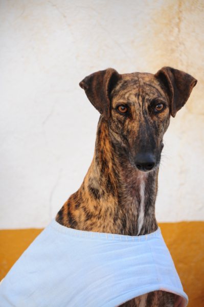 Galgo GALLINDO aus San Anton sucht ... Galgo-Hilfe.de 3821737