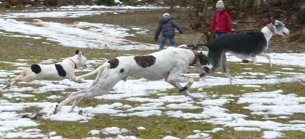 Galgo MATTEO aus Andalusien sucht ... -Galgo Lovers- - Seite 8 3824187