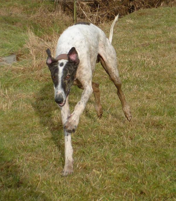 Galgo MATTEO aus Andalusien sucht ... -Galgo Lovers- - Seite 9 3853109