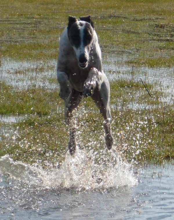 Galgo MATTEO aus Andalusien sucht ... -Galgo Lovers- - Seite 9 3886892