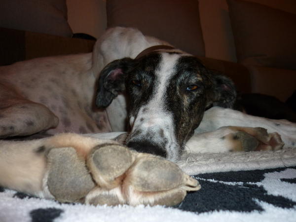 Galgo MATTEO aus Andalusien sucht ... -Galgo Lovers- - Seite 9 3900439