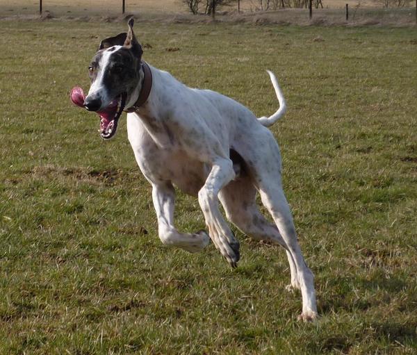 Galgo MATTEO aus Andalusien sucht ... -Galgo Lovers- - Seite 9 3919649