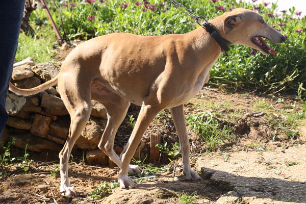 Galga VIVA aus Andalusien sucht ... 3959129