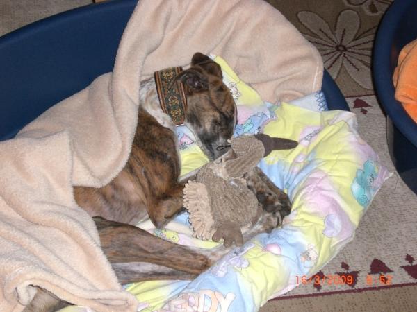 Galga EMMA aus San Anton sucht ... 3973839