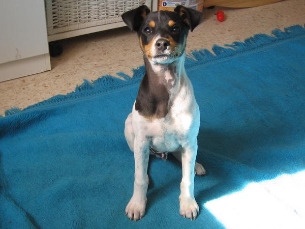 Ratonero-Welpe Dogo (jetzt DIEGO) aus Andalusien sucht ... 4057855