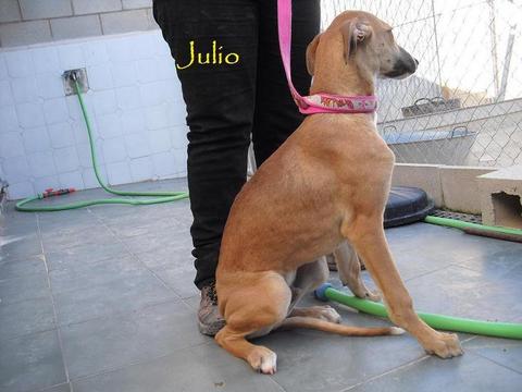 Galgo-Mix Julio, ca 1 Jahr, sucht Familie 4078080