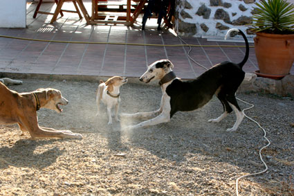 Galgo REY aus Murcia sucht ... reserviert! 4283248