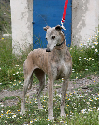 Galga SARA aus Murcia sucht ... 4283456