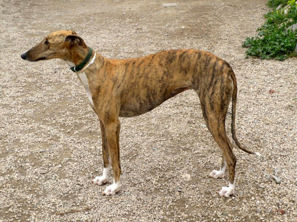 Galga Saba (jetzt GWENA) aus Murcia sucht ...  4296925