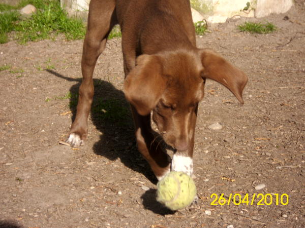 Mischling CHICO in Almunecar (SP) sucht ... - Neuburger Tierhilfe 4352817