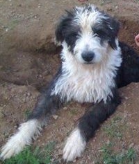 Bobtail Bimba sucht ein neues Zuhause 4439478