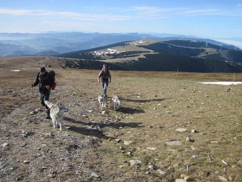 Waldheimat-Dogtrekking 4509762