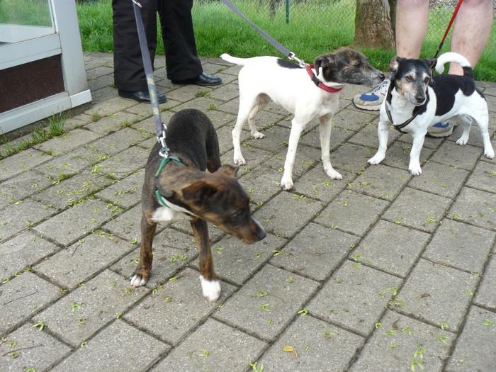 Ratonera-Mix Estee (jetzt KIKA) aus San Anton ... Galgo-Lovers.org - Seite 2 4550026