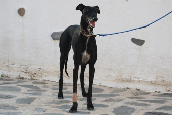 Galga ALEXA aus Murcia sucht ... RESERVIERT 4676448