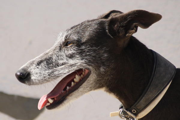 Galga CHEYENNE aus Murcia sucht ... 4680712