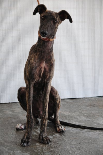 Galgo NEO aus San Anton sucht ... 4695384