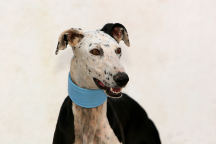 Galgo REY aus Murcia sucht ... reserviert! 4740379