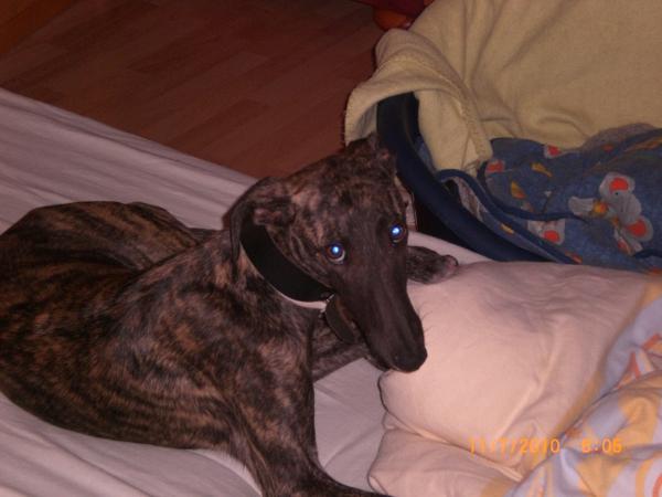 Galgo NEO aus San Anton sucht ... 4746628