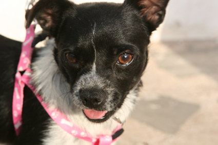 Chihuahua-Mix MICKA aus Murcia sucht ... 4795021