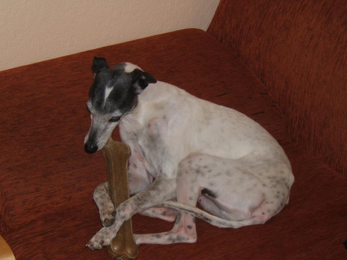 Whippet PIPPO aus Luxemburg sucht ... 4819525