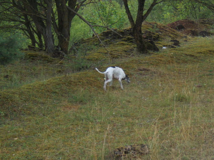 Whippet PIPPO aus Luxemburg sucht ... 4841910