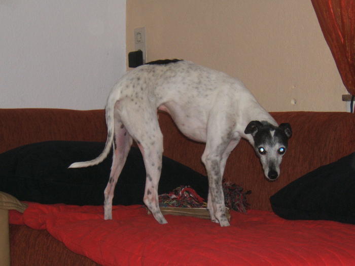 Whippet PIPPO aus Luxemburg sucht ... 4842064