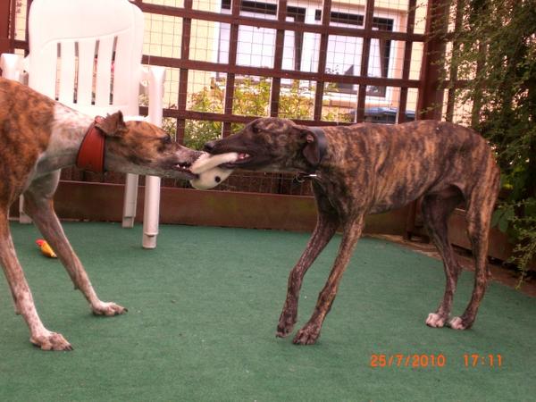 Galgo NEO aus San Anton sucht ... - Seite 2 4876776