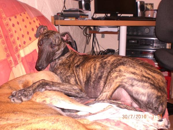 Galgo NEO aus San Anton sucht ... - Seite 2 4876798